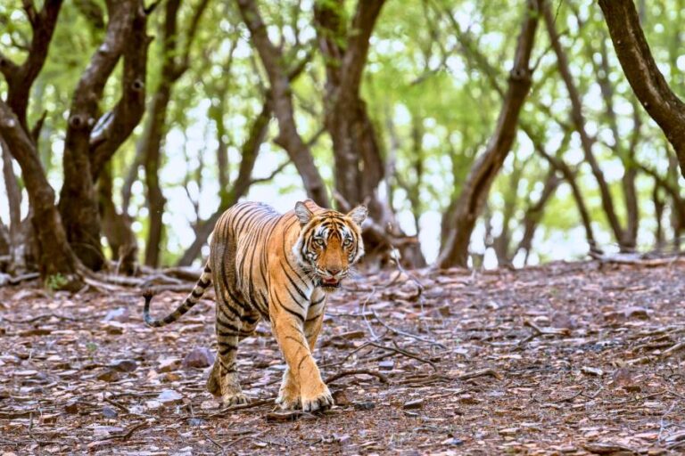 How to Plan a Wildlife Photography Tour in Ranthambore National Park